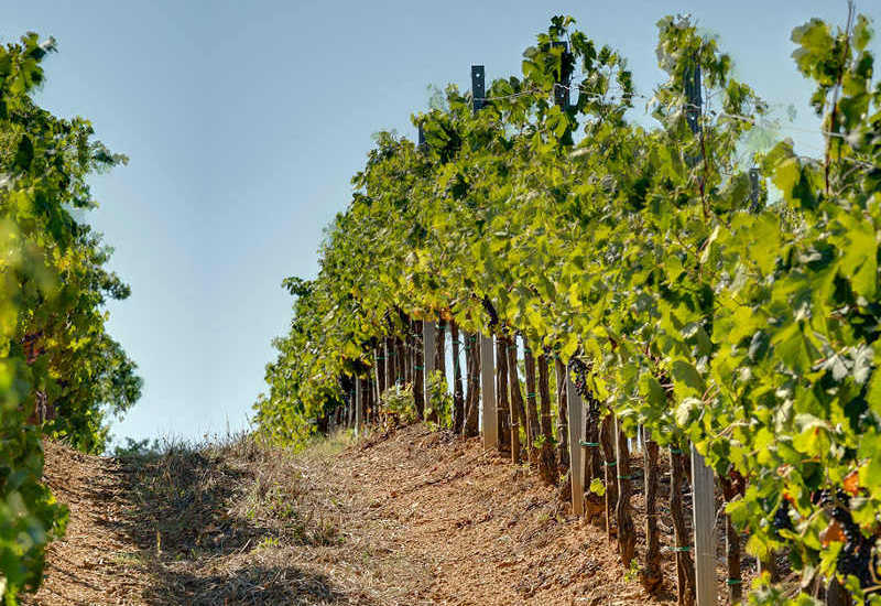 Villa Via Bolgherese - Wine