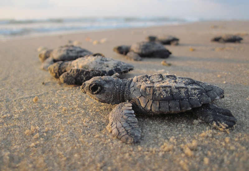 Villa Via Bolgherese -  Spiaggia di Rimigliano
