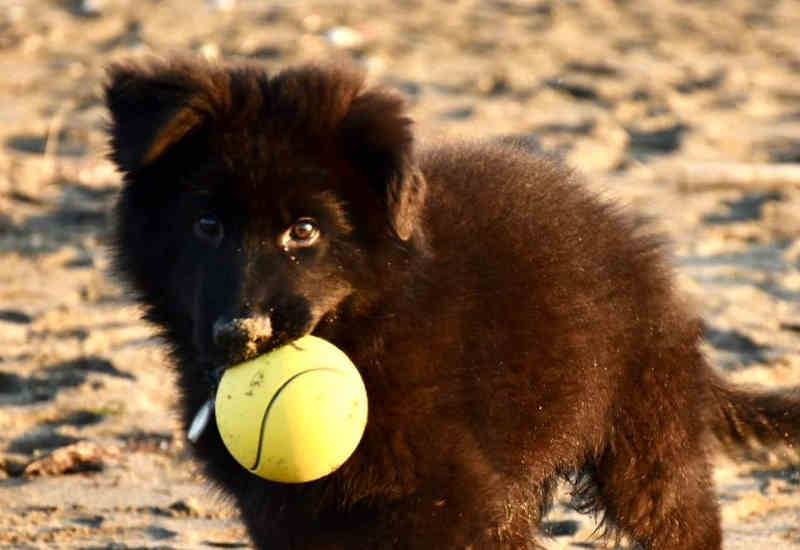 Villa Via Bolgherese - Bau Beach