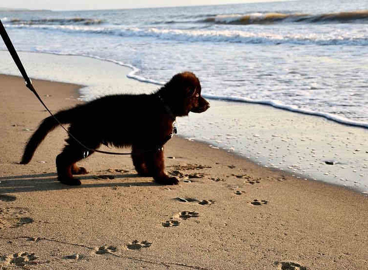 Villa Via Bolgherese - Bau Beach
