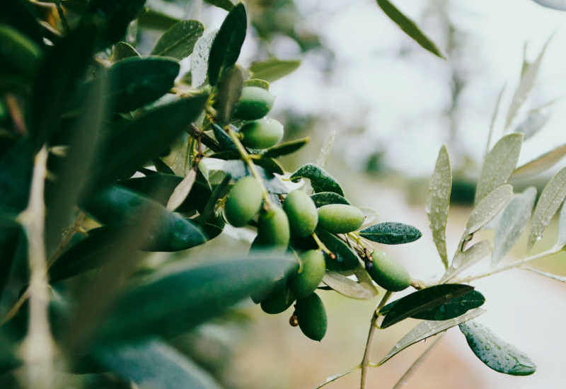 Villa Via Bolgherese - olive oil