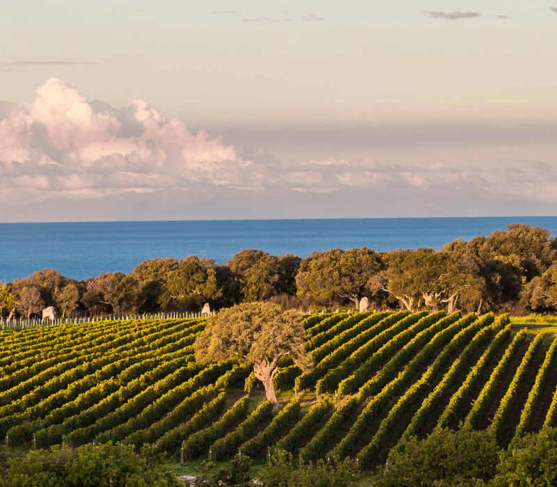 Villa Via Bolgherese - Tenuta Argentiera